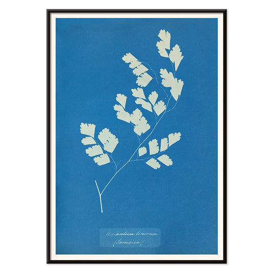 Cyanotype fern print by Anna Atkins titled Adiantum tenerum featuring white foliage on blue background botanical art poster, with black aluminium frame on white background