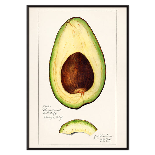 Botanical illustration of avocado fruit and sliced avocado by Amanda Almira Newton Avocado Persea wall art decor poster, with black aluminium frame on white background