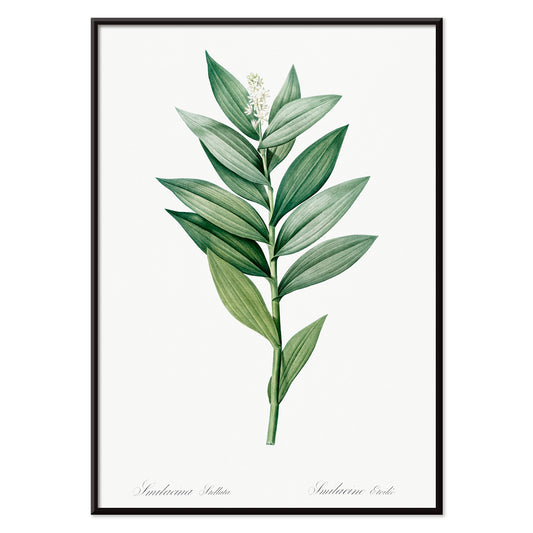 Smilacina stellata botanical illustration by Pierre-Joseph Redoute from Les liliacees featuring green leaves and white flowers, with black aluminium frame on white background