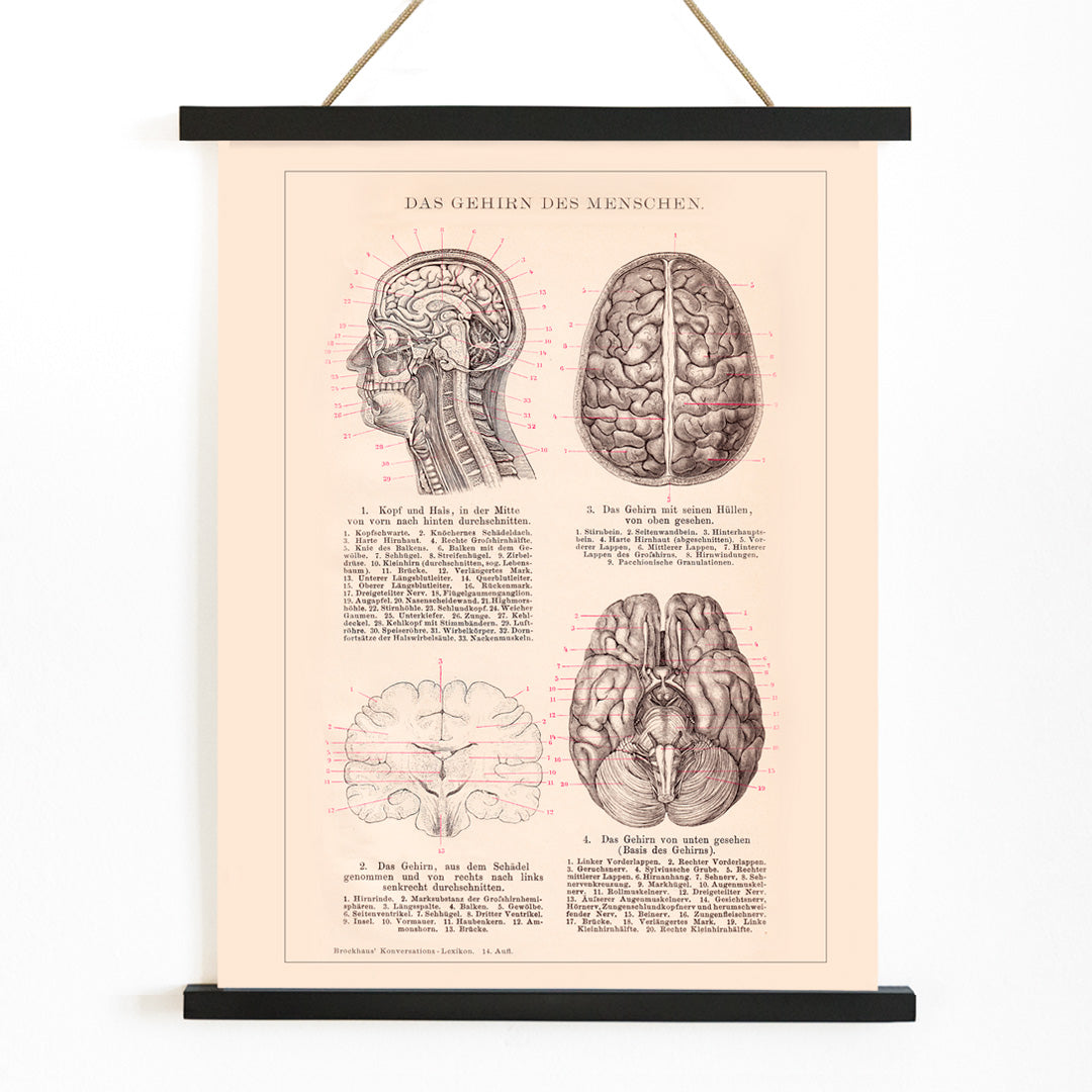 Anatomical human brain illustration artwork and educational poster titled Humain Brain by Institute of Liepzig, with wooden magnetic frame on white background