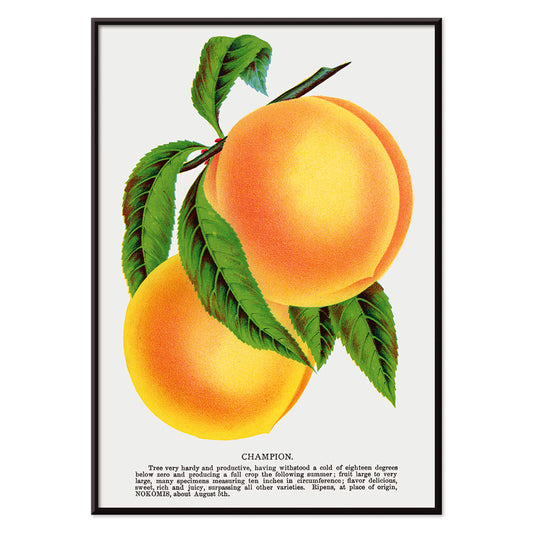 Champion plum and peach lithograph by Owen Jones from Botanical Specimen showing ripe yellow plums and peaches with green leaves, with black aluminium frame on white background