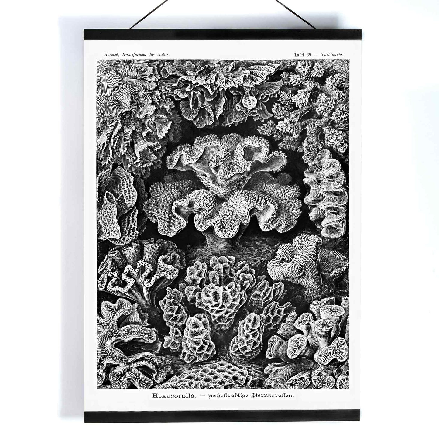 Detailed black and white coral illustration poster from Hexacoralla Sechsstrahlige Sternkorallen by Ernst Haeckel wall art decor, with wooden magnetic frame on white background