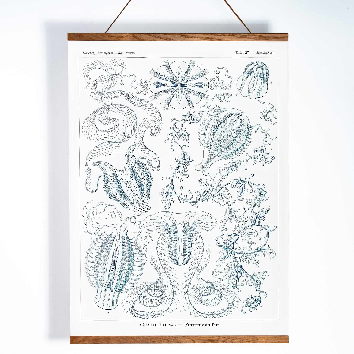 Scientific illustration of comb jellies Ctenophorae Kammquallen by Ernst Haeckel Kunstformen der Natur poster artwork, with wooden magnetic frame on white background