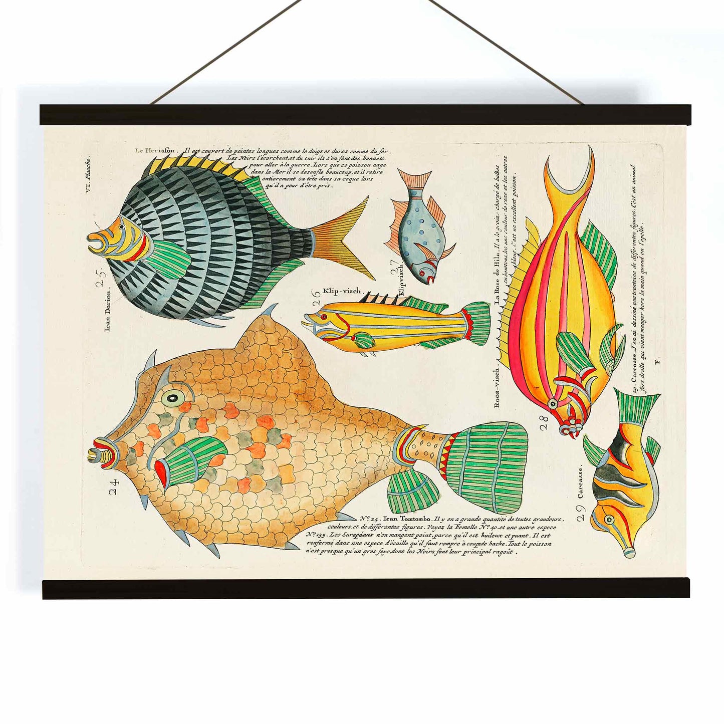 Colourful surreal fish illustrations by Louis Renard from Histoire naturelle des plus rares curiositez de la mer poster, with wooden magnetic frame on white background