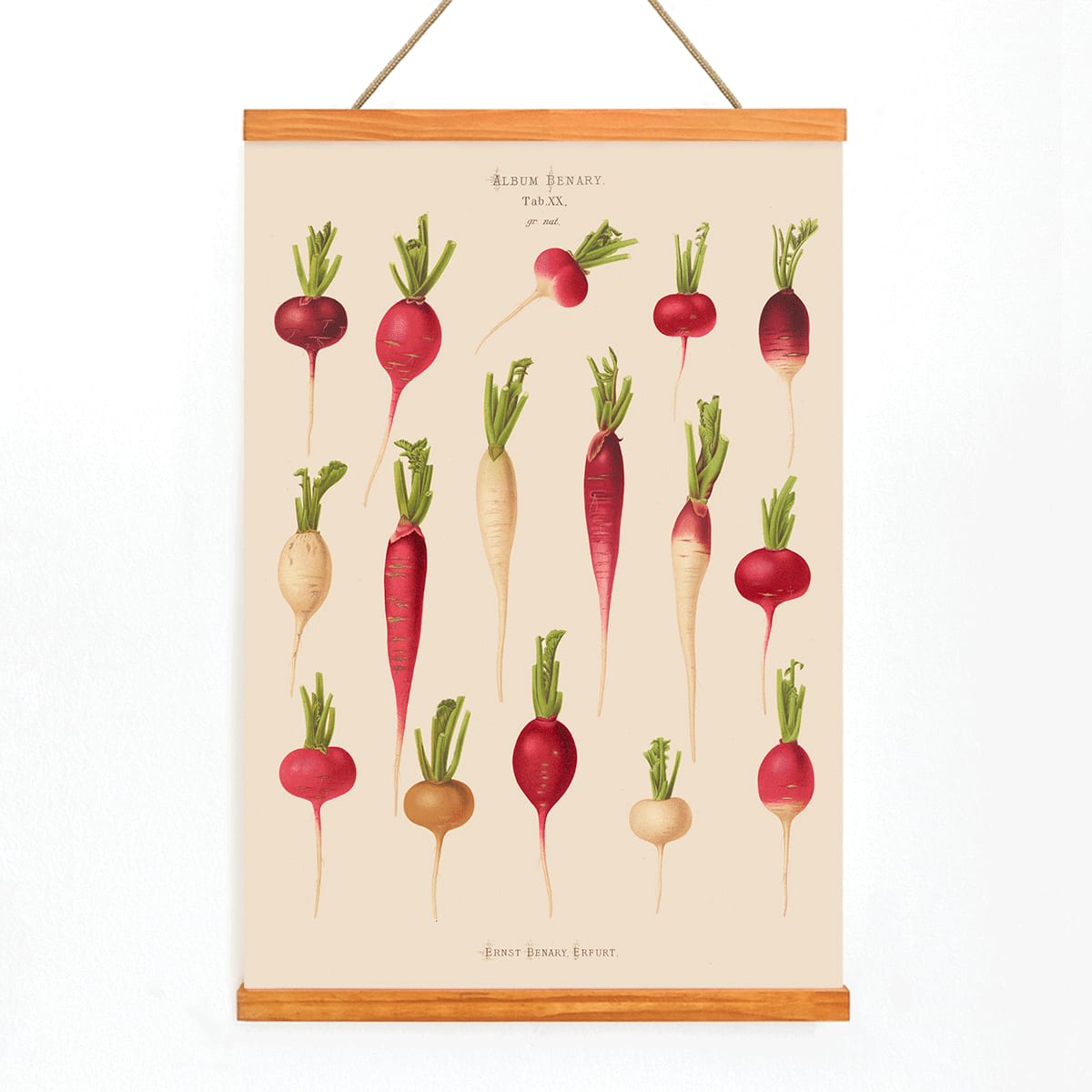 Poster of various radish illustrations from Album Benary by Ernst Benary featuring different shapes and colors, with wooden magnetic frame on white background