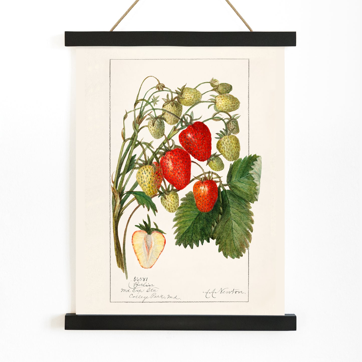 Botanical illustration poster of strawberries with leaves by Amanda Almira Newton titled Strawberries Fragaria perfect for wall decor, with wooden magnetic frame on white background