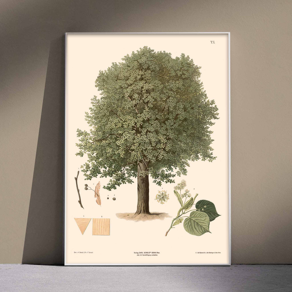 August Gerasch Summer Linden botanical poster featuring a mature linden tree, detailed foliage, flowering twigs and leaf studies, with wooden magnetic frame on white background
