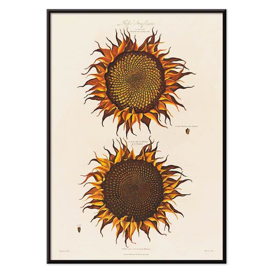 Botanical illustration of two vibrant orange sunflowers titled Ripe Sunflower by Robert John Thornton, with black aluminium frame on white background