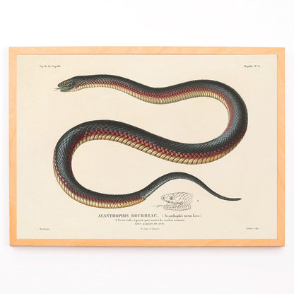 Detailed illustration of a coiled snake by Louis-Isidore Duperrey from Voyage autour du monde Pl.006 poster, framed and displayed in modern living room decor