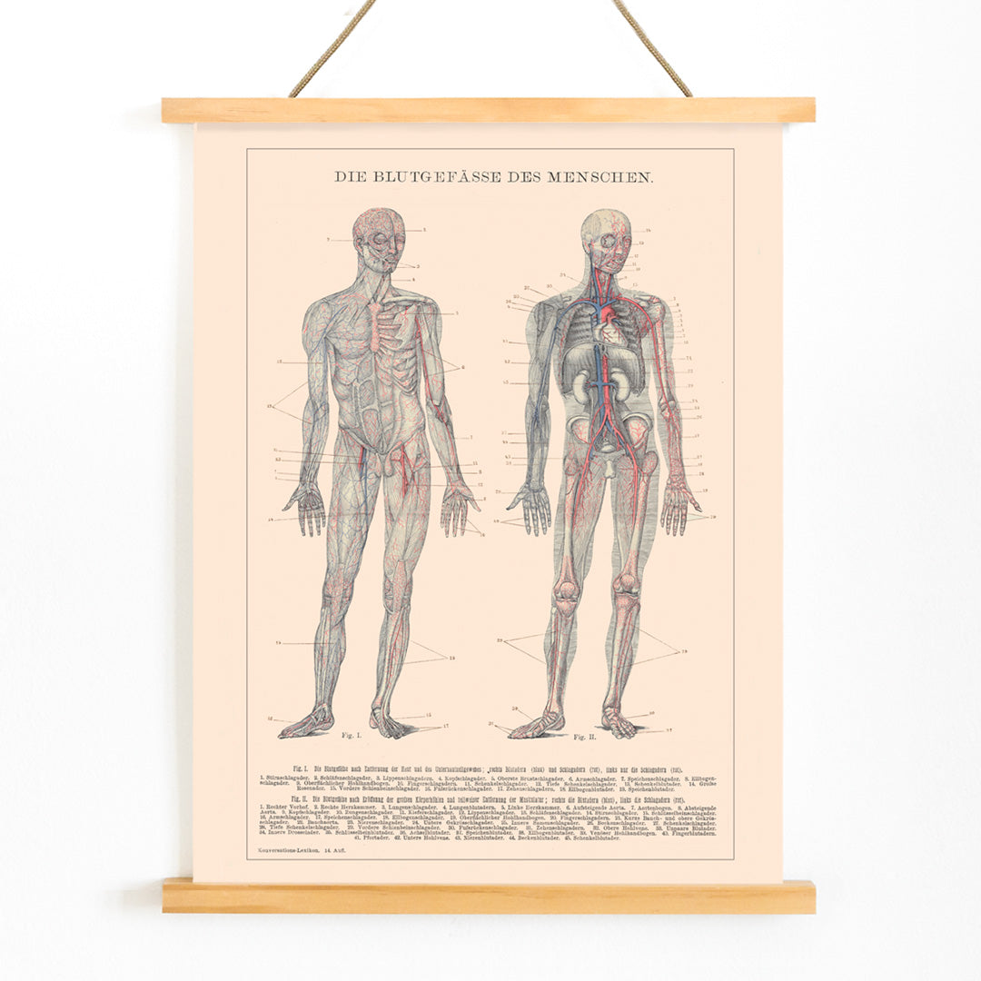 Anatomical illustration and poster of human circulatory system and blood vessels titled Human Blood System by Institute of Liepzig for educational use, with wooden magnetic frame on white background