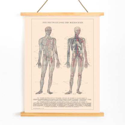 Anatomical illustration and poster of human circulatory system and blood vessels titled Human Blood System by Institute of Liepzig for educational use, with wooden magnetic frame on white background