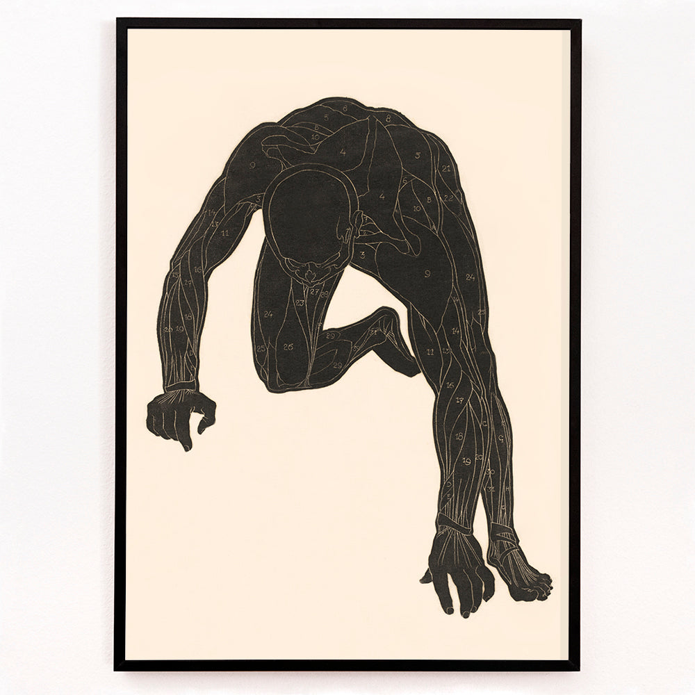 Closeup detail of Anatomical illustration of human muscular anatomy and crouching figure from Neck Muscles by Reijer Stolk