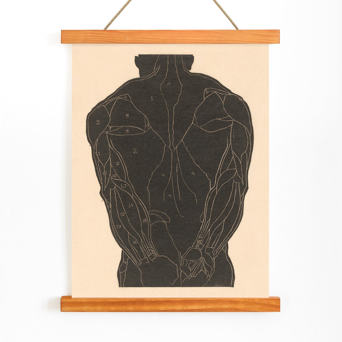 Anatomical illustration and poster of human back muscles by Reijer Stolk labeled muscle groups artwork Back Muscles, with wooden magnetic frame on white background
