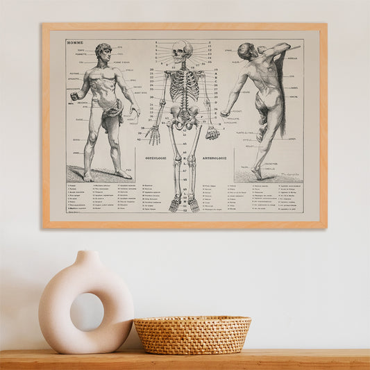 Vintage anatomical poster showing human body and skeleton anatomical diagrams by Larousse Pierre Auge and Claude, framed and displayed in home decor