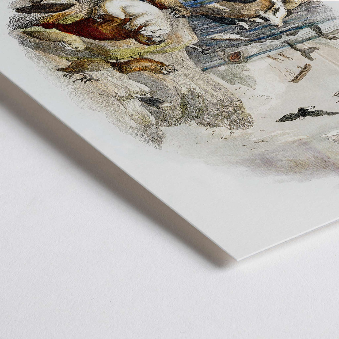 Closeup detail of Hand drawn illustration and poster of animals in natural landscape from A history of the earth and animated nature by Oliver Goldsmith featuring sea and land creatures