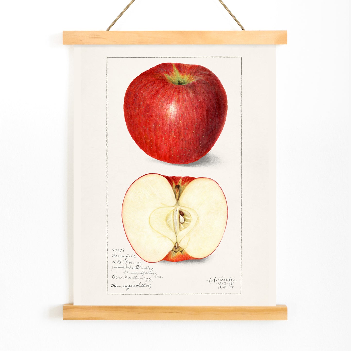 Botanical illustration poster of whole and sliced apple Apples Malus Domestica by Amanda Almira Newton, with wooden magnetic frame on white background
