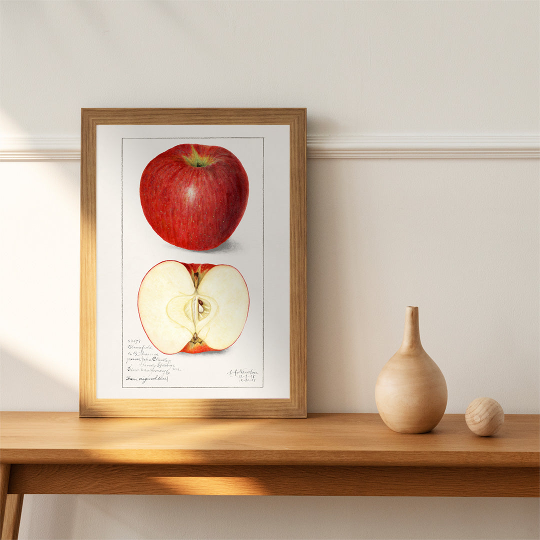 Botanical illustration poster of whole and sliced apple Apples Malus Domestica by Amanda Almira Newton, framed and displayed in home decor