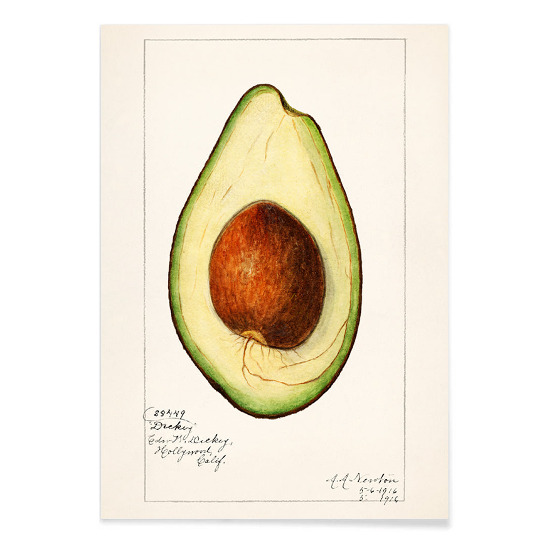 Botanical illustration of avocado Persea by Amada Almira Newton detailed poster with seed and green flesh, with black aluminium frame on white background