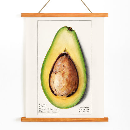 Botanical illustration and poster of a realistic avocado Persea by Amanda Almira Newton suitable for kitchen wall decor, with wooden magnetic frame on white background