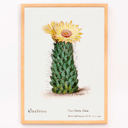 Beehive cactus illustration and poster blooming cactus from Familie Der Cacteen, framed and displayed in modern living room decor