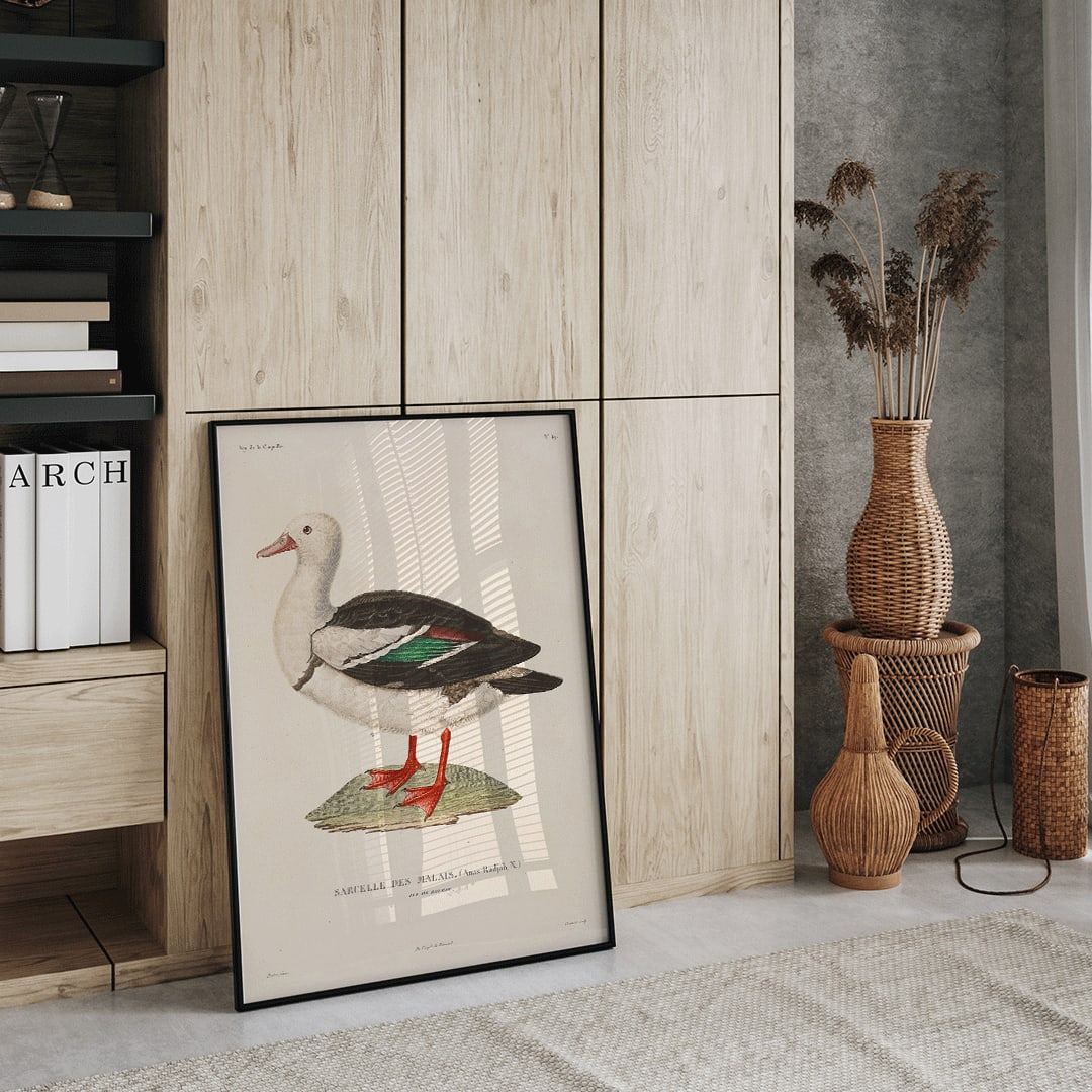 Voyage autour du monde Pl 155 Bird illustration and poster by Louis Isidore Duperrey featuring Sarcelle des Malais bird artwork, framed and displayed in home decor