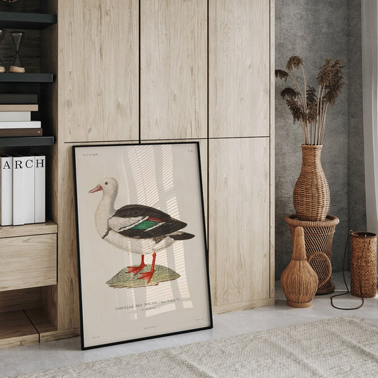 Voyage autour du monde Pl 155 Bird illustration and poster by Louis Isidore Duperrey featuring Sarcelle des Malais bird artwork, framed and displayed in home decor