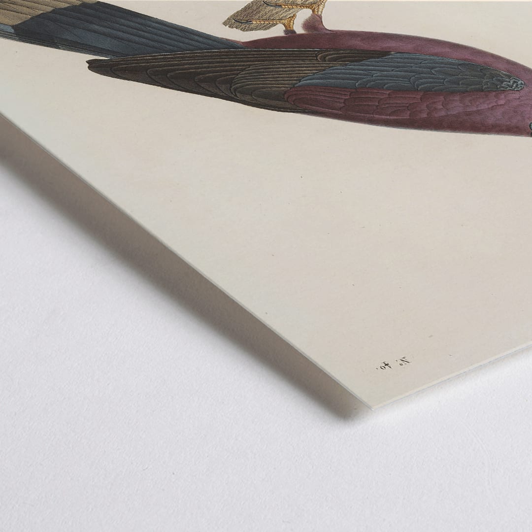 Closeup detail of Colorful bird perched on a branch by Louis Isidore Duperrey from Voyage autour du monde Pl 148 illustration and poster