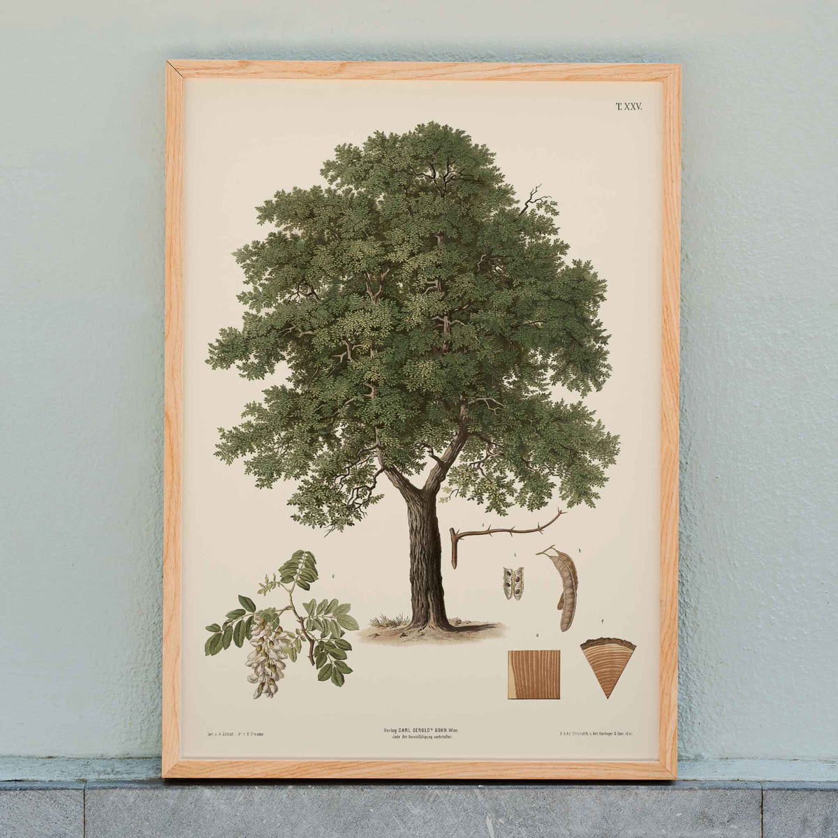 August Gerasch Black Locust Tree botanical poster with mature tree, white blossoms, seed pods, bark and leaf studies, framed and displayed in home decor
