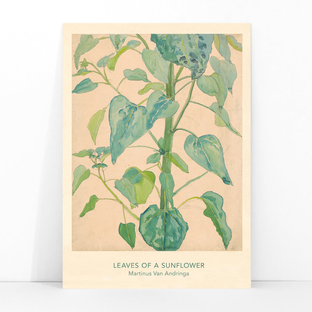 Botanical watercolor illustration of sunflower leaves by Martinus van Andringa detailed artwork poster, framed and displayed in modern living room decor