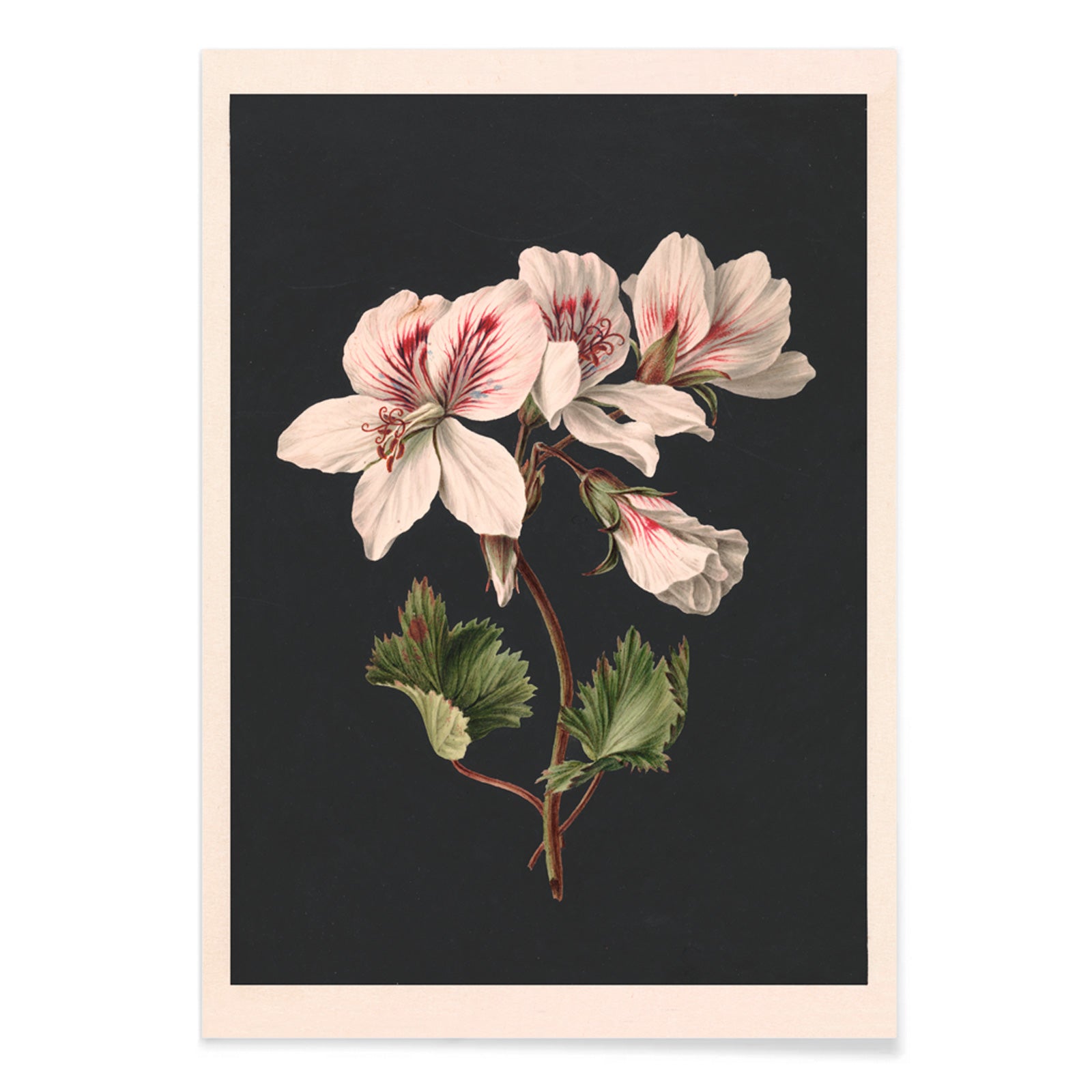 Botanical illustration of Pelargonium flower by M de Gijselaar with white petals and green leaves on dark background poster wall decor, with black aluminium frame on white background