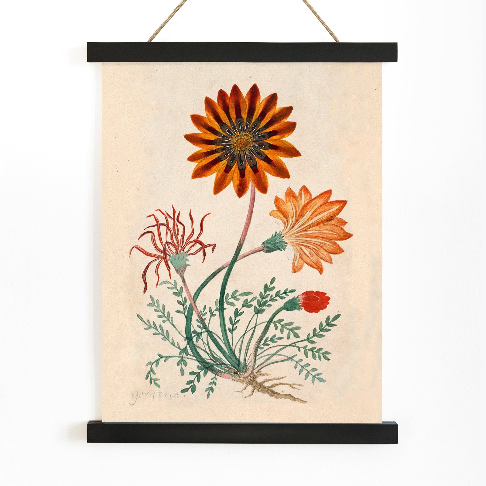Botanical illustration poster of orange and red Gorteria diffusa flowers with green leaves by Robert Jacob Gordon, with wooden magnetic frame on white background