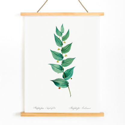 Botanical illustration poster of twistedstalk plant from Les liliacees by Pierre Joseph Redoute with green leaves and berries, with wooden magnetic frame on white background