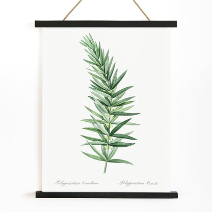 Whorled Solomons seal botanical illustration by Pierre-Joseph Redoute detailed artwork poster on white background, with wooden magnetic frame on white background