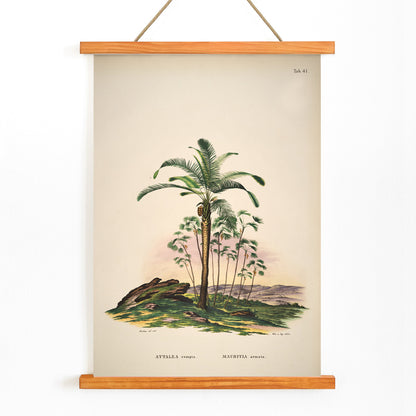 Botanical illustration of Attalea compta palm trees by Carl Friedrich Philipp von Martius from Historia Naturalis Palmarum artwork poster, with wooden magnetic frame on white background