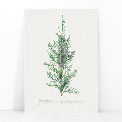 Botanical illustration of juniper branch by Georg Dionysius Ehret poster wall decor artwork, framed and displayed in modern living room decor