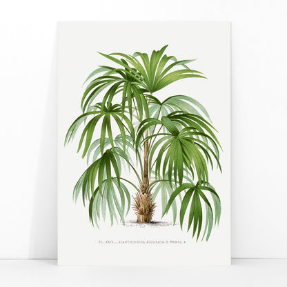Botanical illustration poster of a palm plant from Les Palmiers Histoire Iconographique by Oswald de Kerchove de Denterghem, framed and displayed in modern living room decor
