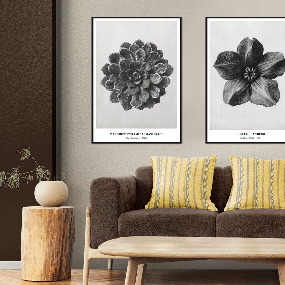 Margined Pyramidal Saxifrage leaf botanical photograph by Karl Blossfeldt from Urformen der Kunst detailed close up poster, framed and displayed in home decor