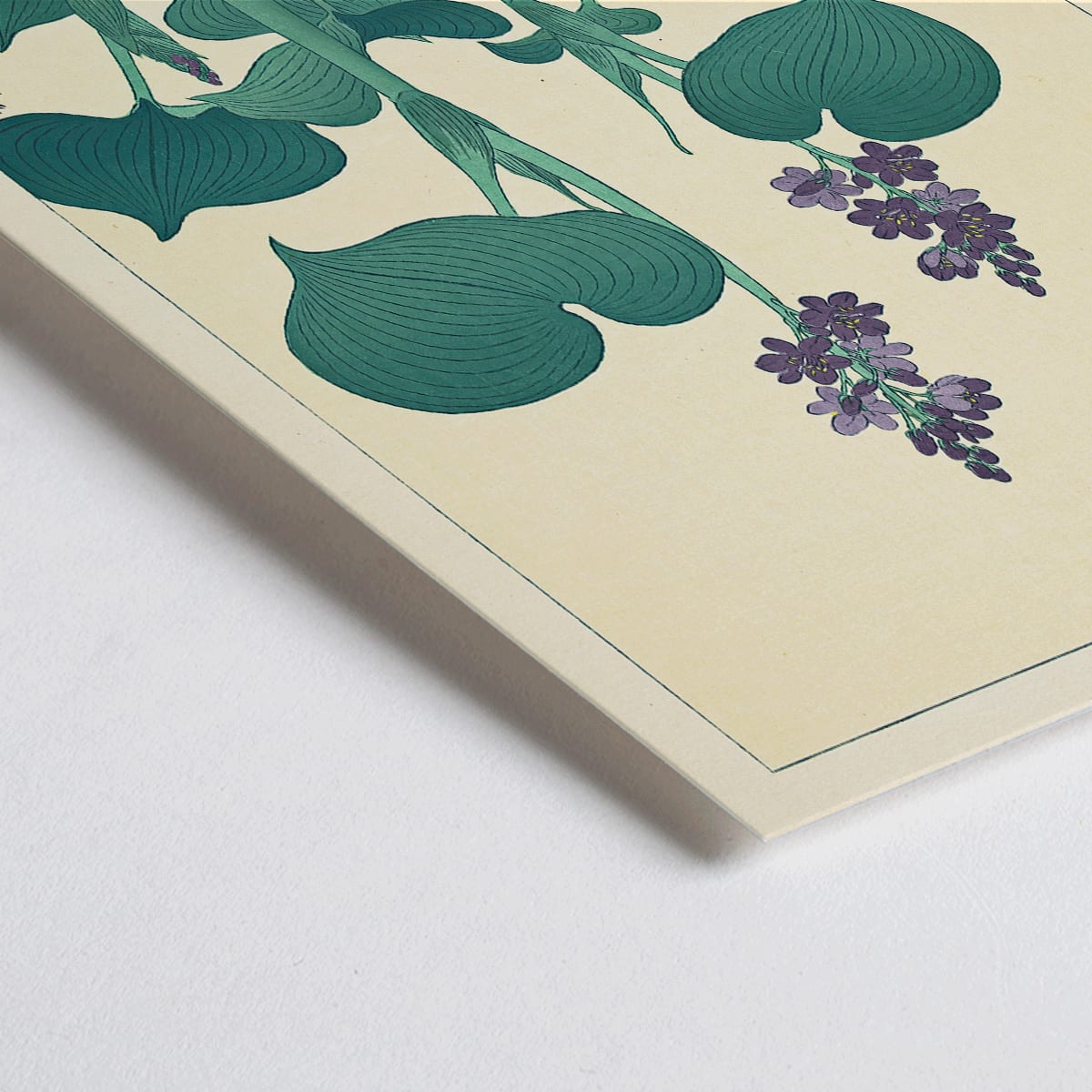 Closeup detail of Botanical illustration and poster of green hosta plant with purple flowers by Ohara Koson in Japanese botanical art style
