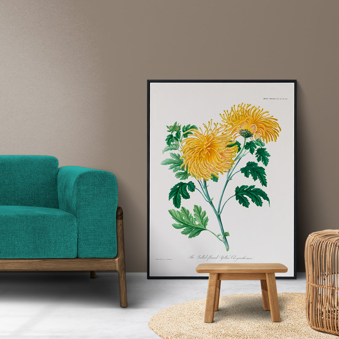 Botanical illustration poster of yellow chrysanthemum flowers and green leaves The Lulled Flame by William Jackson Hooker, framed and displayed in home decor
