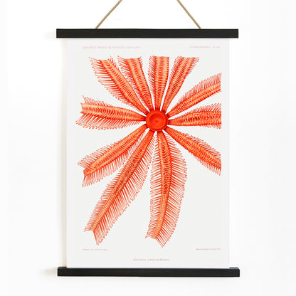 , with wooden magnetic frame on white background