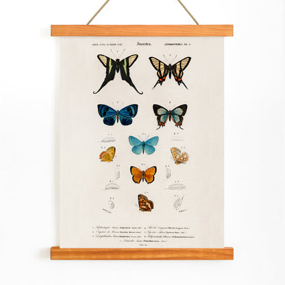 Colorful butterflies and chrysalises illustration and poster showing butterfly life stages by Charles Dessalines D Orbigny, with wooden magnetic frame on white background