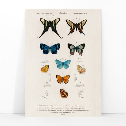 Colorful butterflies and chrysalises illustration and poster showing butterfly life stages by Charles Dessalines D Orbigny, framed and displayed in modern living room decor