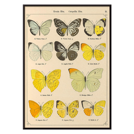 Exotic butterflies illustration and poster by Otto Staudinger titled Exotic Butterflies Pl021 featuring detailed colorful species, with black aluminium frame on white background