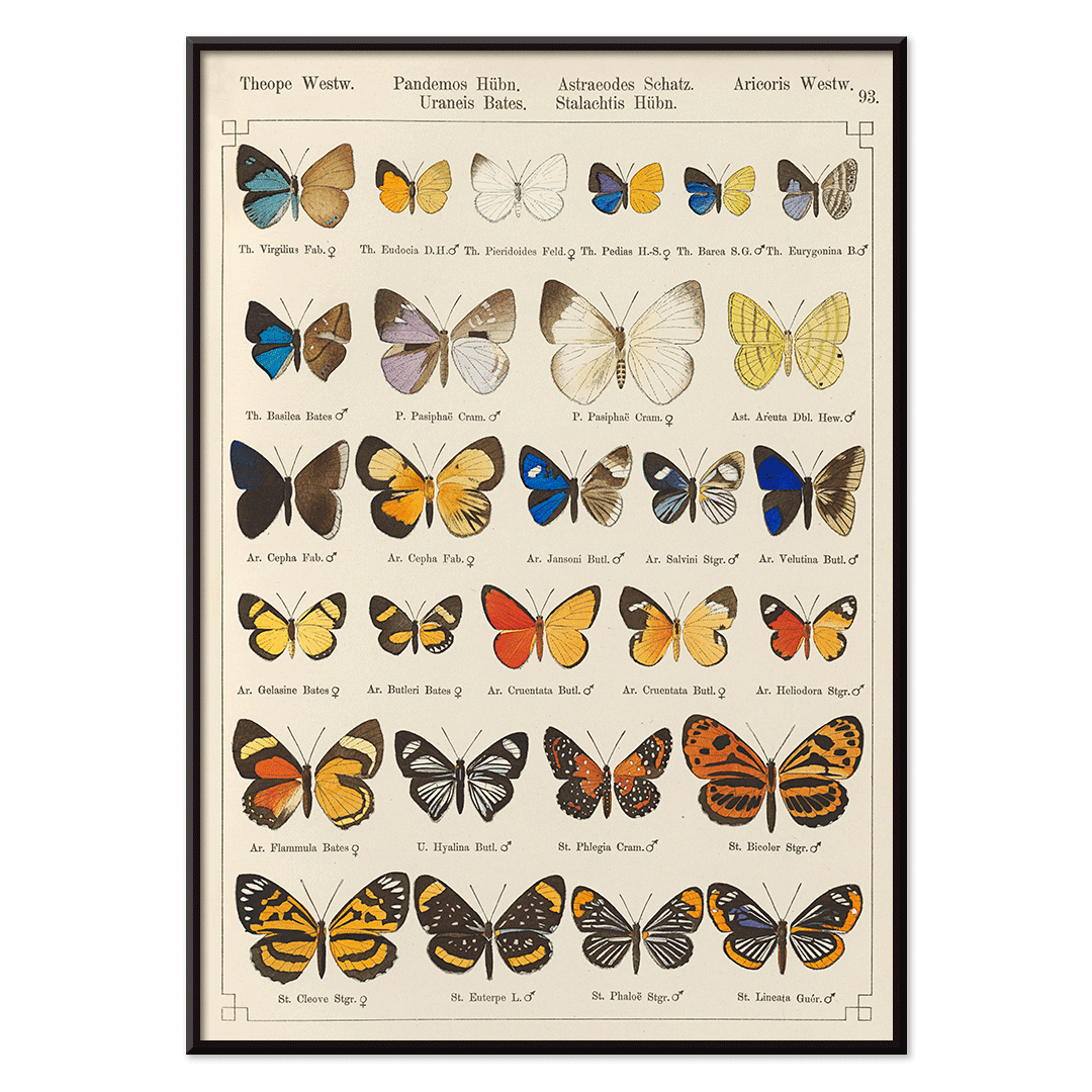 Colorful exotic butterflies and various butterfly species illustrated in intricate detail by Otto Staudinger Exotic butterflies Pl093, with black aluminium frame on white background