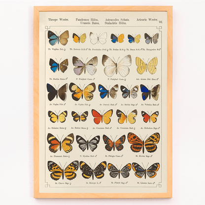 Colorful exotic butterflies and various butterfly species illustrated in intricate detail by Otto Staudinger Exotic butterflies Pl093, framed and displayed in modern living room decor