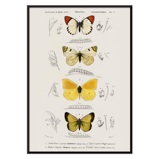 Illustration and poster of butterfly species and insect life cycles by Charles Dessalines D Orbigny from Different types of butterfly, with black aluminium frame on white background