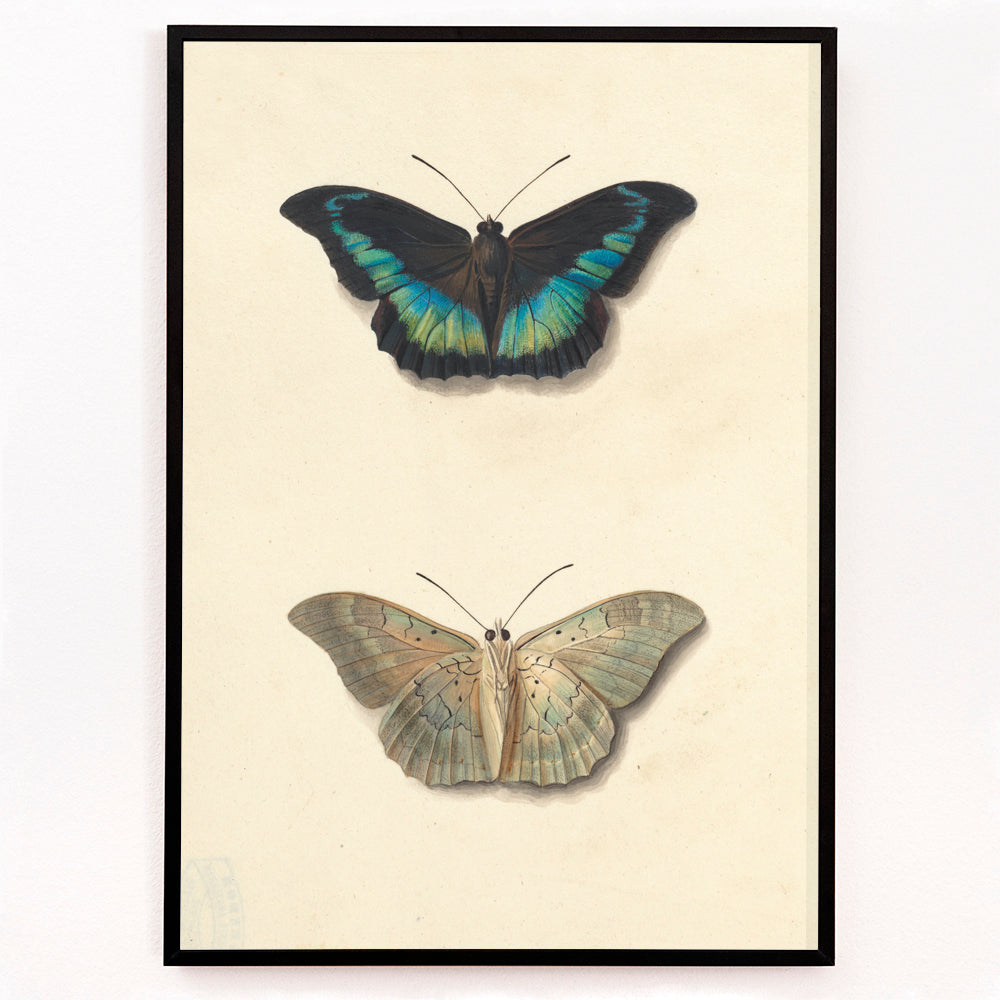 Closeup detail of Colorful detailed butterflies by Georgius Jacobus Johannes van Os on cream background illustration and poster