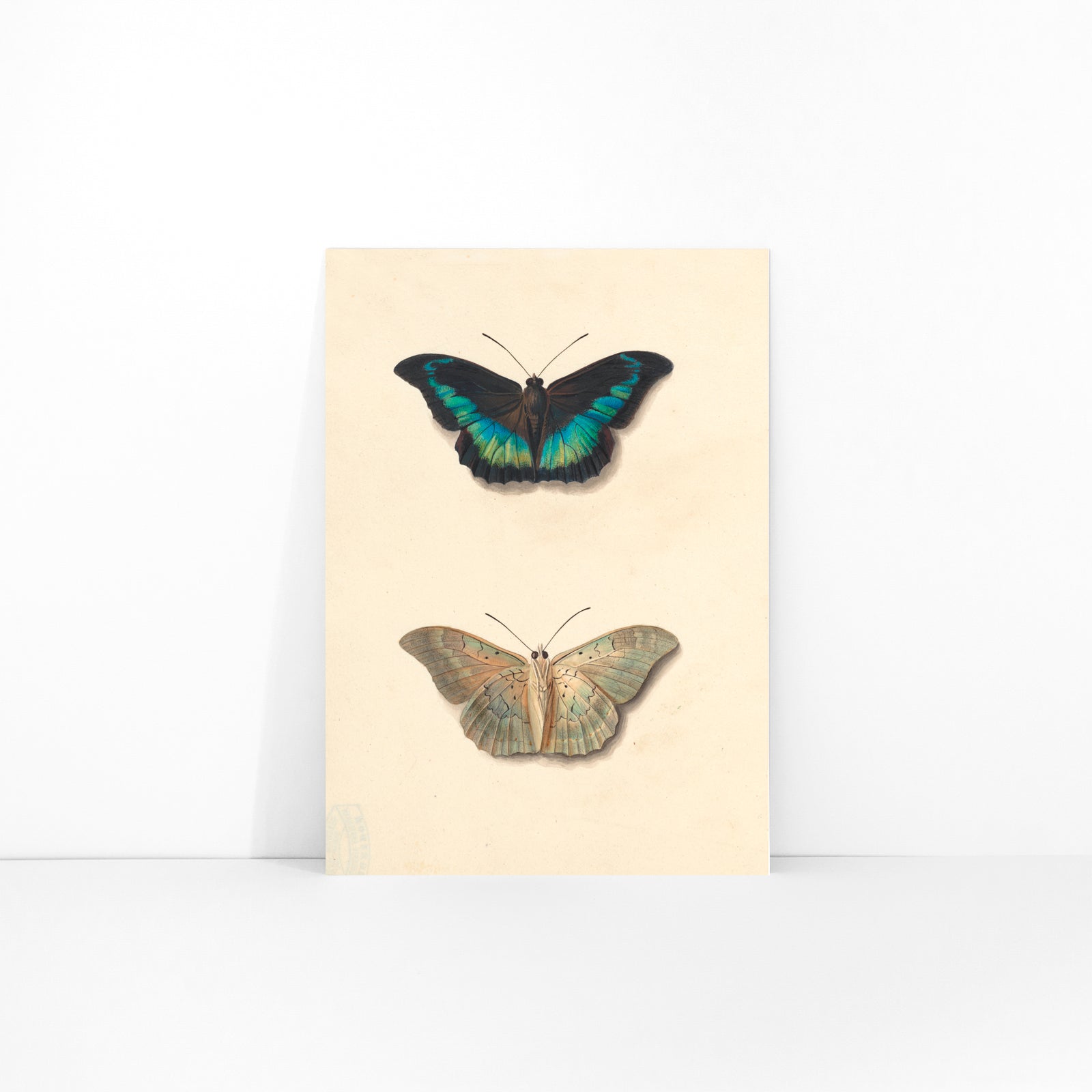 Colorful detailed butterflies by Georgius Jacobus Johannes van Os on cream background illustration and poster, framed and displayed in modern living room decor