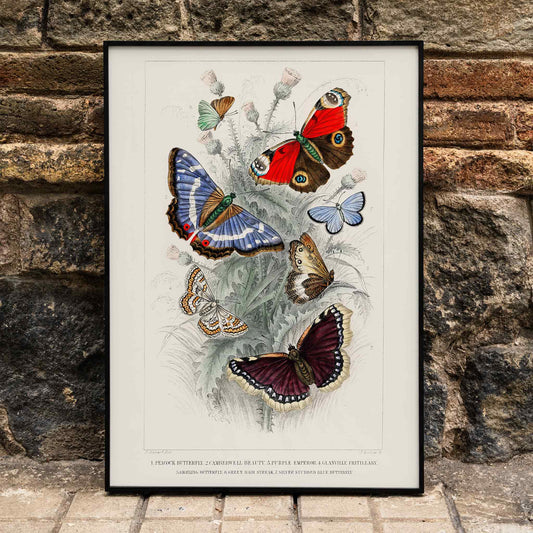 Colorful butterflies including Peacock Butterfly Purple Emperor Glanville Fritillary Green Hair Streak Silver Studded Blue and more from A History of the Earth and Animated Nature by Oliver Goldsmith poster, framed and displayed in home decor