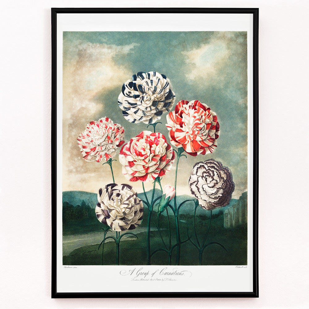 Closeup detail of Colorful carnations botanical illustration and poster against dramatic sky by Robert John Thornton